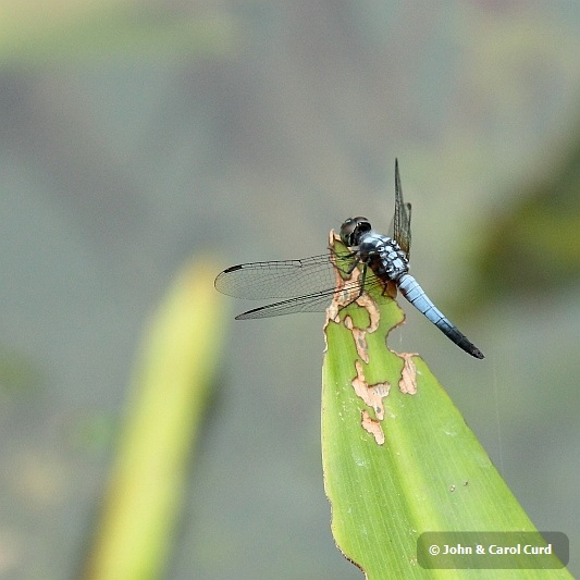 _MG_4115 Brachydiplax chalybea.JPG